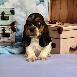 Kink - Black brown and white male Basset Hound puppy in Hillsboro, West Virginia from Bear Foot Bassets Of West Virginia