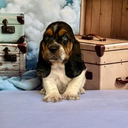Kink - Black brown and white male Basset Hound puppy in Hillsboro, West Virginia from Bear Foot Bassets Of West Virginia