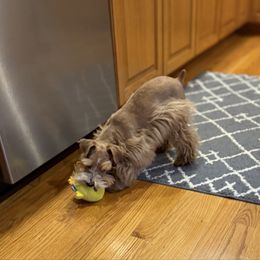 Lucy - Miniature Schnauzer