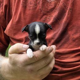 Boy 1 - Black and white male Chihuahua puppy in East Camden, Arkansas from RoyAl