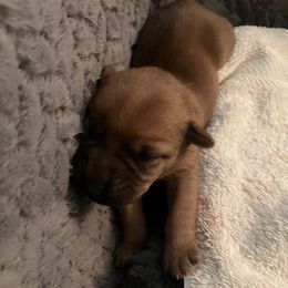 Girl 1 - Wheaten female Soft Coated Wheaten Terrier puppy in Las Vegas, Nevada from Irish Wheatens in Las Vegas