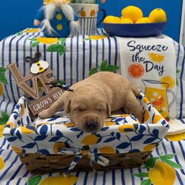 Blue - Yellow male Labrador Retriever puppy in Heath Springs, South Carolina from Rich Hill Retrievers