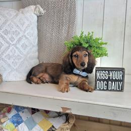 AKC Meet Jack :) - Sable male Dachshund puppy in Centerville, Iowa from Barnyard Dachshunds, Dals & Doodles
