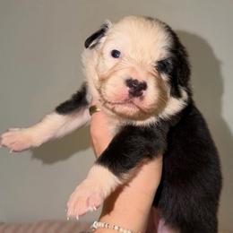 Pina Colada - Black tri-color female Australian Shepherd puppy in Anniston, Alabama from All Hale Aussies