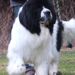 Aspen - Newfoundland
