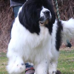 Aspen - Newfoundland