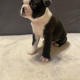 Boston Terrier Puppies from Misty Mountain Boston Terriers