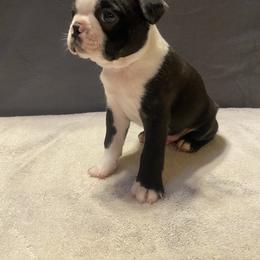 Boston Terrier Puppies from Misty Mountain Boston Terriers