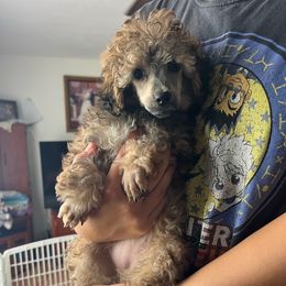 Roxanna - Sable female Poodle puppy in Winter Haven, Florida from Herdez’s Poodles