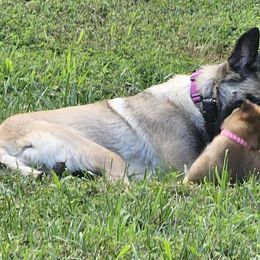 Belgian Malinois Puppies from Love Belgian Malinois