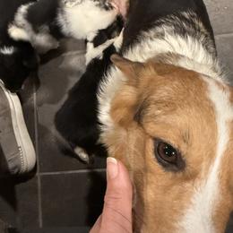 Ravi - Pembroke Welsh Corgi