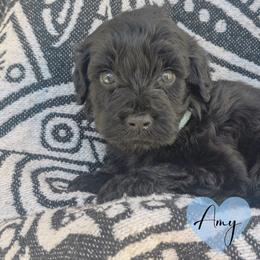 Amy - Black and white female Portuguese Water Dog puppy in Jacksonville, Florida from Atlantic Coast PWD
