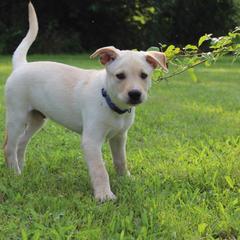 Carolina Dog Puppies from Williams Sweet Carolina