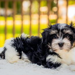 Havanese Puppies from Cabana Havanese