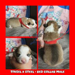 Red Male - Red male Pembroke Welsh Corgi puppy in Wayne City, Illinois from Lash Livestock & Corgis