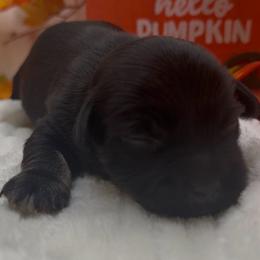 BECKHAM - AKC - Black and silver brindle male Havanese puppy in Verden, Oklahoma from Holcombs Puppy Ranch