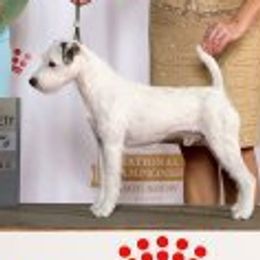 Parson Russell Terriers from Barnun Kennel