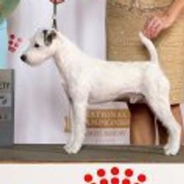Parson Russell Terriers from Barnun Kennel
