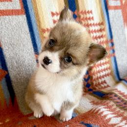 Petunia ready next week - Sable female Pembroke Welsh Corgi puppy in Okeechobee, Florida from HotShot Kennels