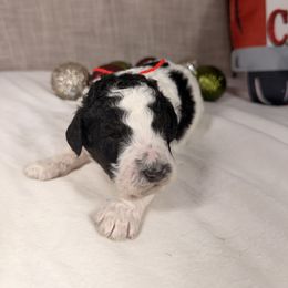 Rudolph - Parti male Poodle puppy in Luana, Iowa from Country View Bernedoodles and Goldendoodles