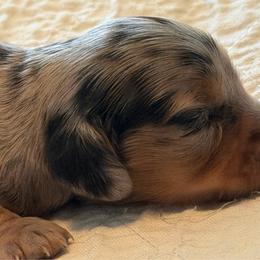 Allison - Dapple female Dachshund puppy in Oregon from SoCo Dachshunds