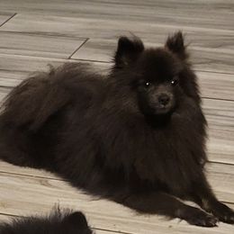 Blue - Pomeranian