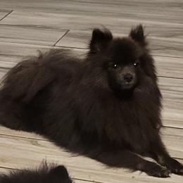 Blue - Pomeranian
