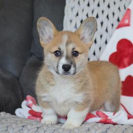 Delight - Red female Pembroke Welsh Corgi puppy in Morgantown, Pennsylvania from GoldStar Corgis (License Number 18519)
