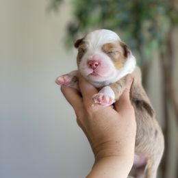 Aussiedoodle and Miniature Australian Shepherd Puppies from Go West Mini Aussies