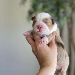 Aussiedoodle and Miniature Australian Shepherd Puppies from Go West Mini Aussies