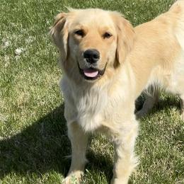 Zoey - Golden Retriever
