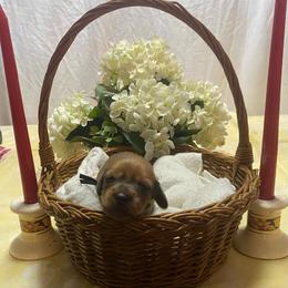 Duffy - Red male Dachshund puppy in Elizabethtown, Kentucky from Teeny Tiny Puppy Tails