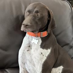 Maggie - German Shorthaired Pointer