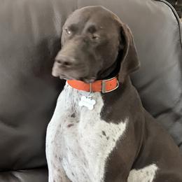 Maggie - German Shorthaired Pointer