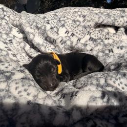 Victor - Black male German Shepherd puppy in Perrysburg, Ohio from Fancy GSDs LLC