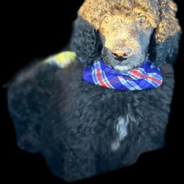 Goldendoodle and Poodle Puppies from Poodles & Doodles of the 716🦬