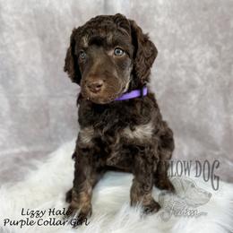 Poodle Puppies from Yellow Dog Farm