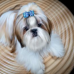 Shih Tzus from BethAsh Shih Tzu
