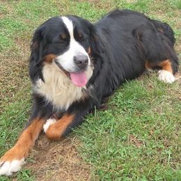Sha-Sha - Bernese Mountain Dog