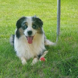 AVATAR - Miniature Australian Shepherd