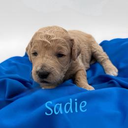 Sadie - Apricot female Goldendoodle puppy in Willacoochee, Georgia from Kitandkboodle's Doodles