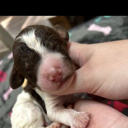 Chestnut Noel - Parti male Poodle puppy in Corona, California from Garden Of Poodles