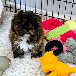 Jasper - Brindle male Lhasa Apso puppy in Hillsboro, Oregon from Luv-N-Laughter Lhasa Apsos