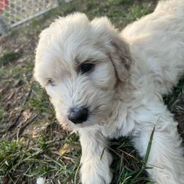 Sunny - Cream female Goldendoodle puppy in Louisburg, North Carolina from Lakes Golden Doodles