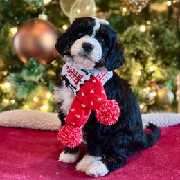 Flint - Tri-color male Bernedoodle puppy in Royse City, Texas from Platinum Bernedoodles of Texas
