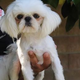 Sprite - Shih Tzu