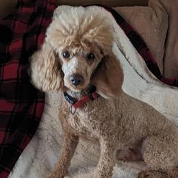 Levi - Poodle