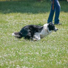 Crush - Border Collie