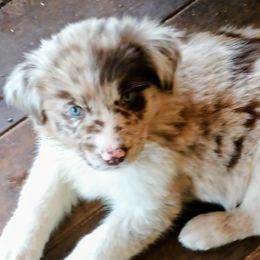 Boy 4 - Red merle male Australian Shepherd puppy in Woodbridge, Connecticut from Somewhere in Thyme Aussies