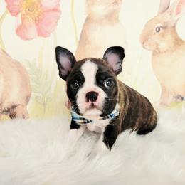 Boston Terrier Puppies from Our Gang Bostons